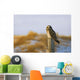 Short-Eared Owl, Alberta, Canada Wall Mural