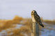 Short-Eared Owl, Alberta, Canada Wall Mural