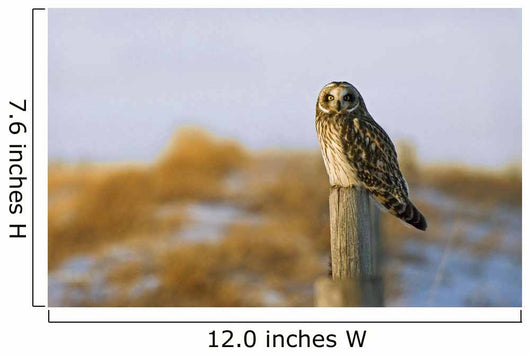Short-Eared Owl, Alberta, Canada Wall Mural