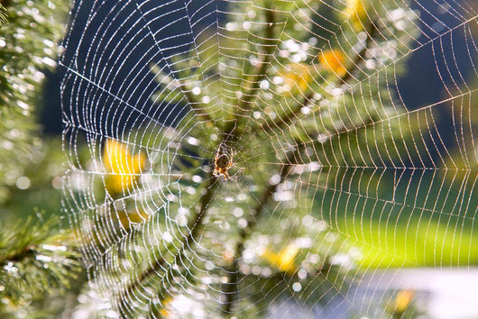 Spider On Web Wall Mural