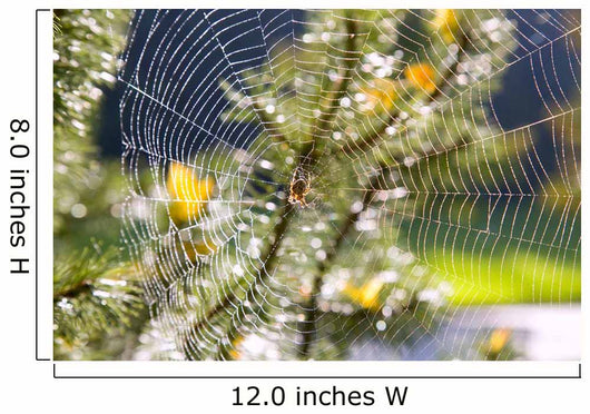 Spider On Web Wall Mural
