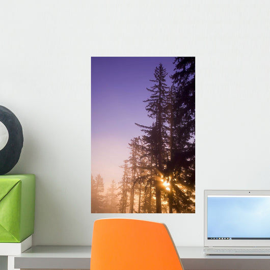 Sun Shining Through Trees Wall Mural