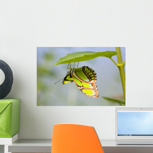Malachite Butterfly On Leaf Wall Mural