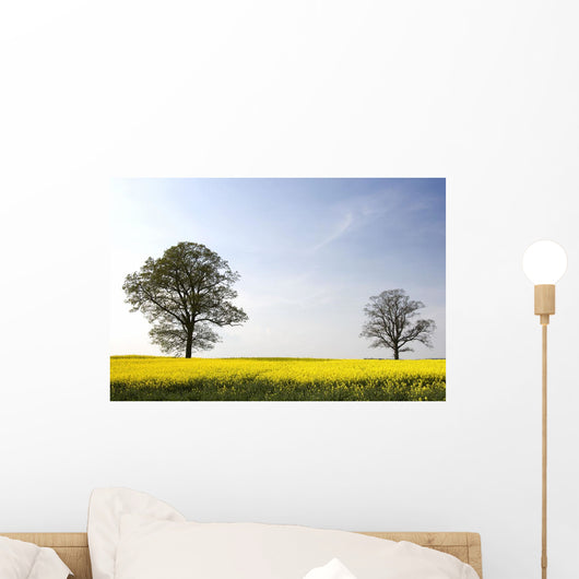 Trees In A Rapeseed Field, Yorkshire, England Wall Mural
