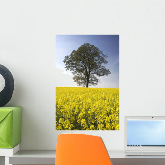 Tree In A Rapeseed Field, Yorkshire, England Wall Mural