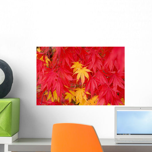 Close-Up Fall Leaves Wall Mural