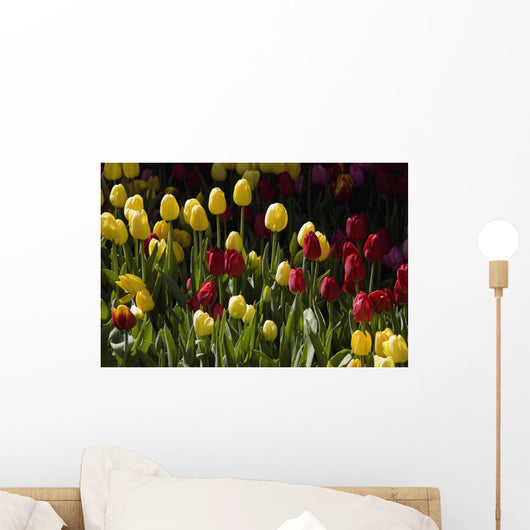 Tulips Wall Mural