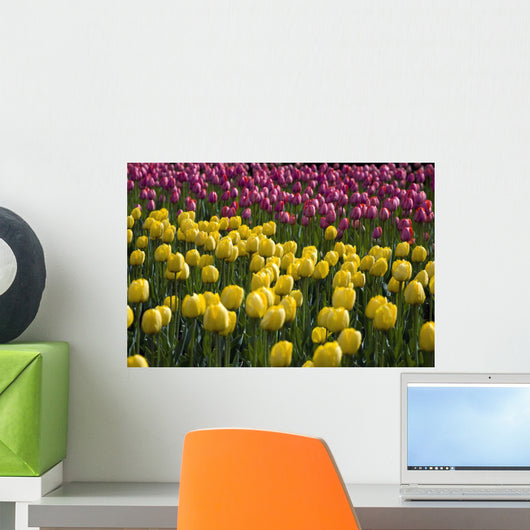 Tulips Wall Mural