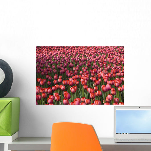 Tulips Wall Mural