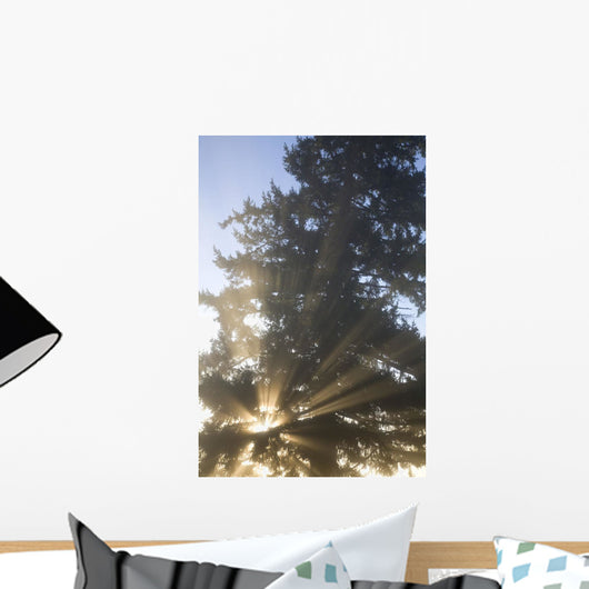 Sun Shining Through Fog And Trees, Willamette Valley, Oregon, Usa Wall Mural