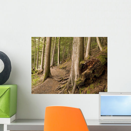 Forest Pathway, Whistler, British Columbia Wall Mural
