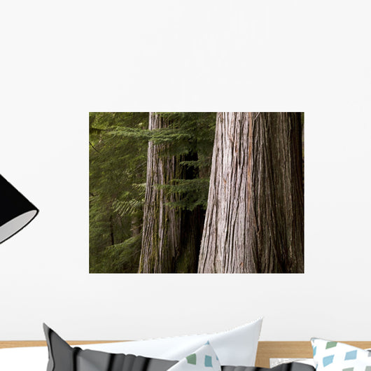 Cedar Trees, Whistler, British Columbia Wall Mural