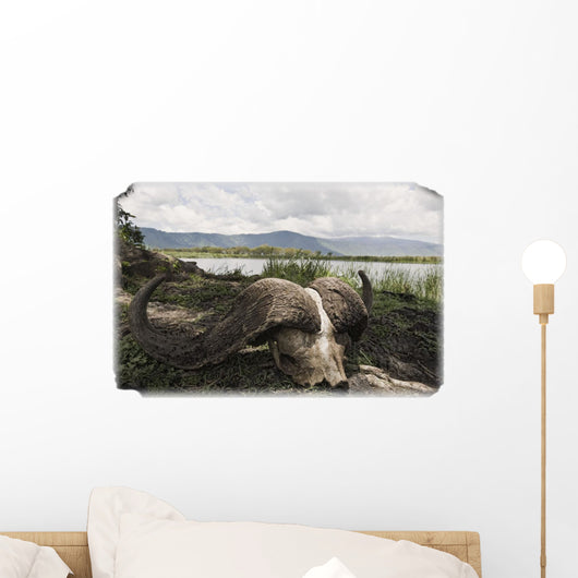 African Cape Buffalo Skull, Ngorongoro Crater, Tanzania, Africa Wall Mural