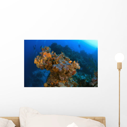 Corals And Sponges, Cozumel, Mexico Wall Mural
