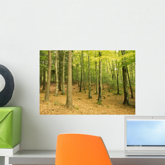 Devil's Glen Woods, County Wicklow, Ireland Wall Mural
