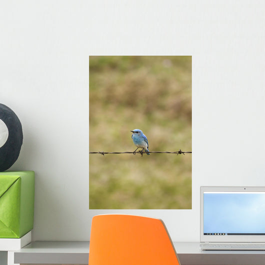 Mountain Bluebird On A Fence Wire Wall Mural