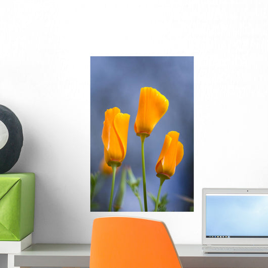 Furled Poppy Wall Mural