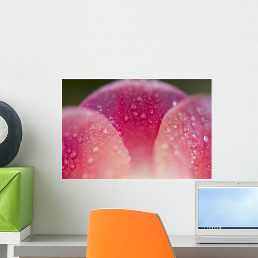 Closeup Of Dew On Tulip Petal Wall Mural
