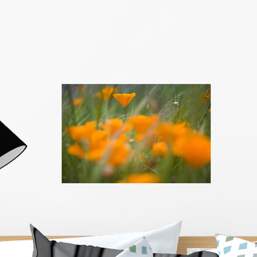 Close Up Of Orange Poppy Flowers Wall Mural