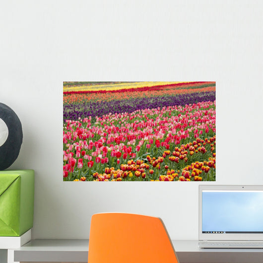 A Tulip Field Wall Mural