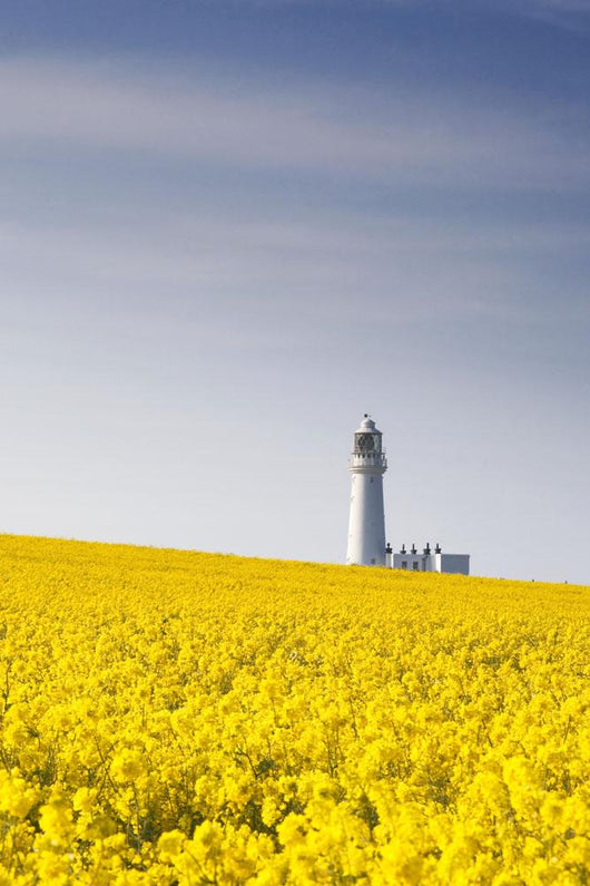 Field Of Yellow Flowers, Lighthouse Wall Mural