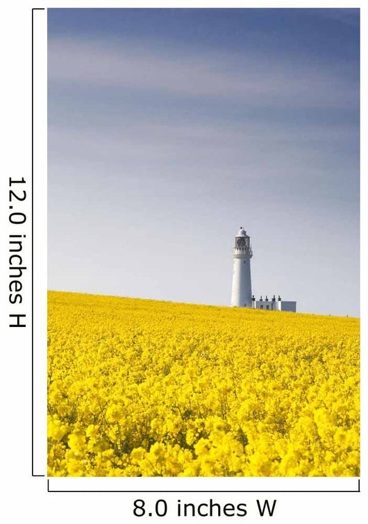 Field Of Yellow Flowers, Lighthouse Wall Mural