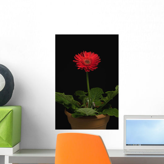 A Red Gerbera In A Pot Wall Mural