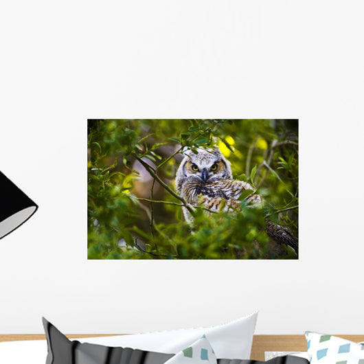 Great Horned Owlet Wall Mural
