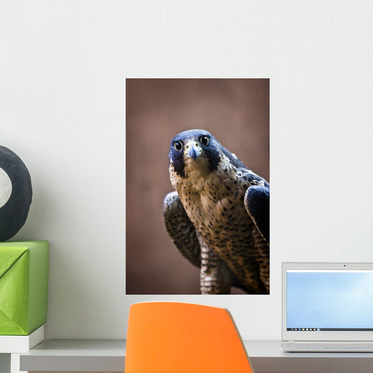 Falcon Wall Mural