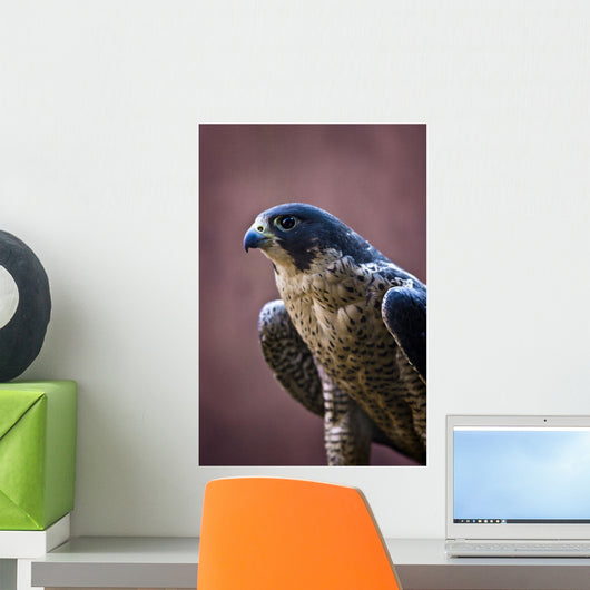 Falcon Wall Mural