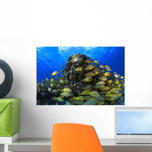 Schooling Bluestriped Grunt Fish On Coral Reef, Cozumel, Mexico Wall Mural