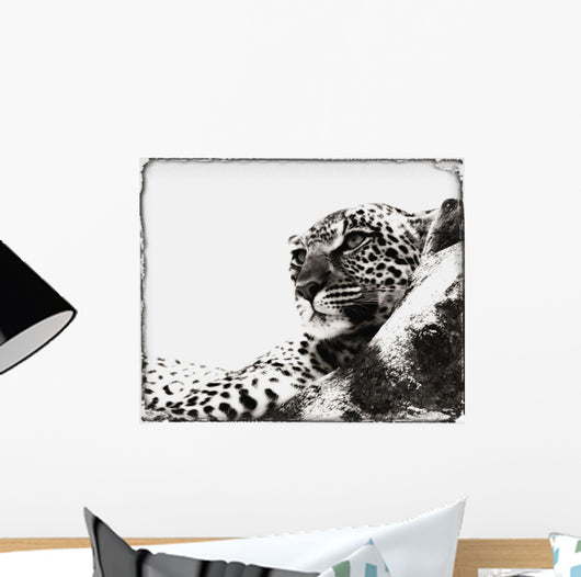 Portrait Of An African Leopard, Botswana, Africa Wall Mural