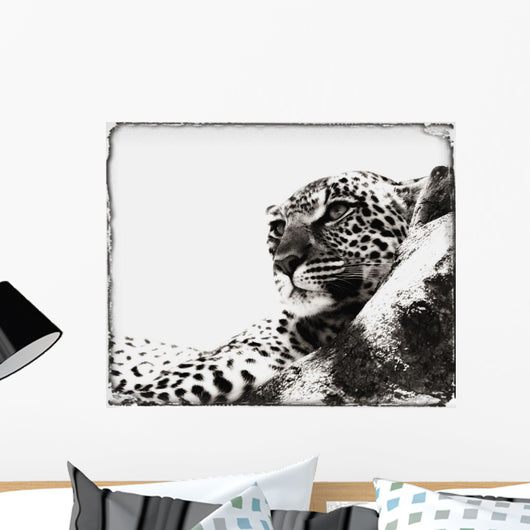 Portrait Of An African Leopard, Botswana, Africa Wall Mural