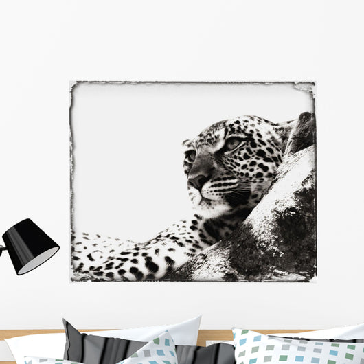 Portrait Of An African Leopard, Botswana, Africa Wall Mural
