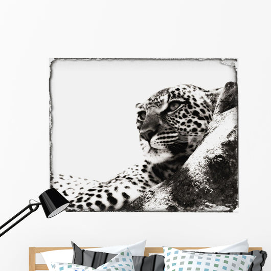 Portrait Of An African Leopard, Botswana, Africa Wall Mural