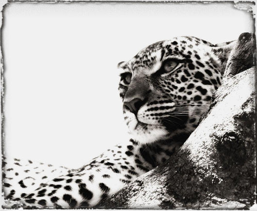 Portrait Of An African Leopard, Botswana, Africa Wall Mural