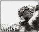 Portrait Of An African Leopard, Botswana, Africa Wall Mural
