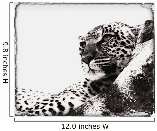 Portrait Of An African Leopard, Botswana, Africa Wall Mural