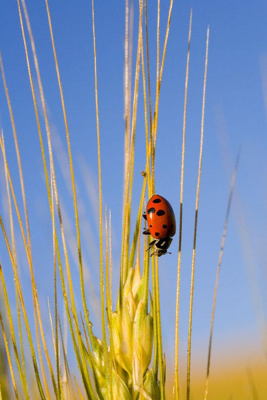 Lady Bug On A Plant Wall Mural