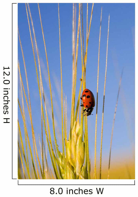 Lady Bug On A Plant Wall Mural