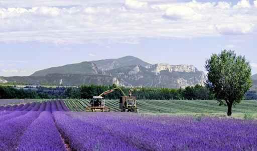 Lavender Fields Provence France Wall Decal