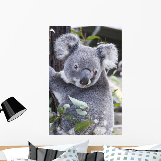 Koala In Tree, Phascolarctos Cinereus, Australia Wall Mural