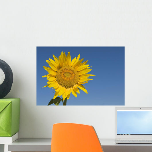 Sunflower, Helianthus Annuus Wall Mural