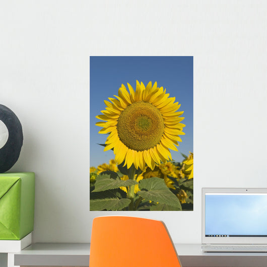Sunflower Wall Mural