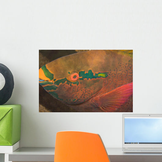 Parrotfish Wall Mural