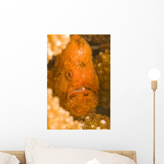Spotfin Frogfish Wall Mural
