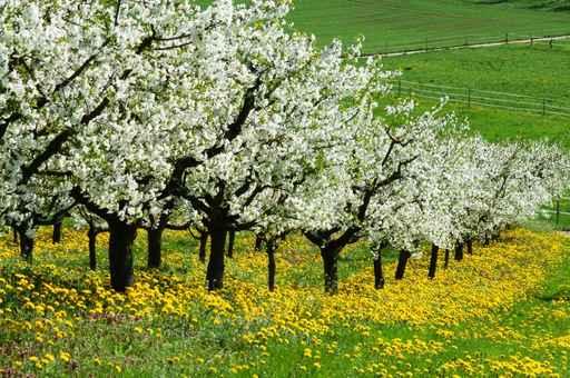 Spring Landscape Wall Decal