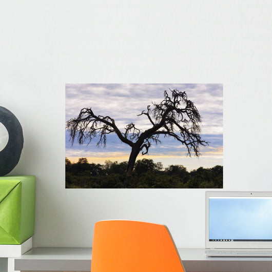 Camel Thorn Tree, Tanzania, Africa Wall Mural