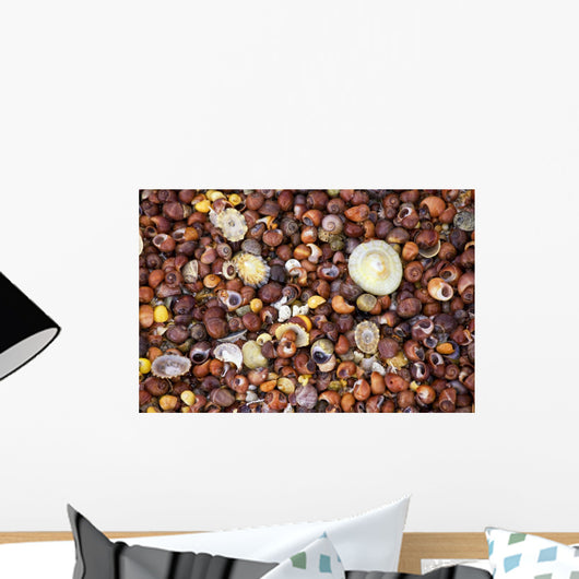 Sea Shells Wall Mural