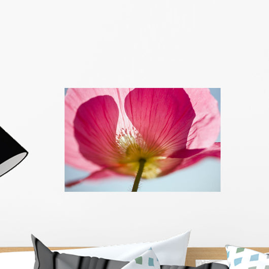 Pink Shirley Poppy Wall Mural
